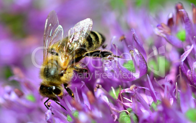 Biene auf Zierlauch lila