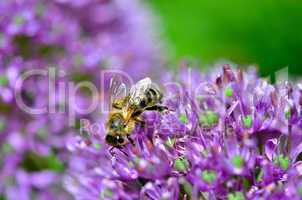 Biene auf Zierlauch lila