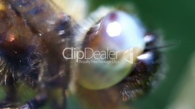 Broad-bodied Chaser - super macro