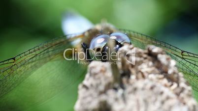 Broad-bodied Chaser - hiding