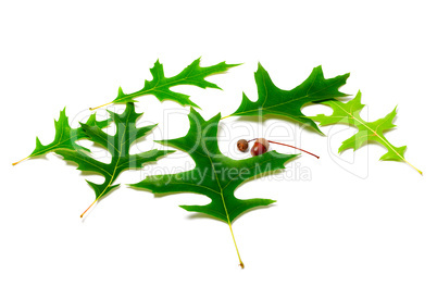 green leafs of oak and acorns