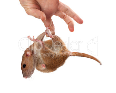 fancy rat hang on hand