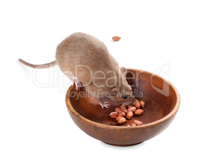 fancy rat (rattus norvegicus) eating peanuts from plate