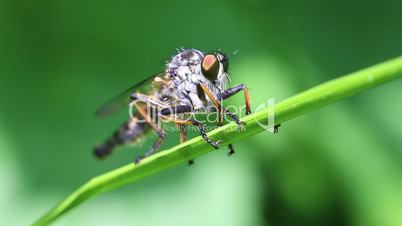 Robber fly - Asilidae