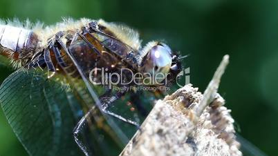 Broad-bodied Chaser - super macro