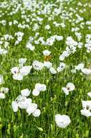 White poppy flowers