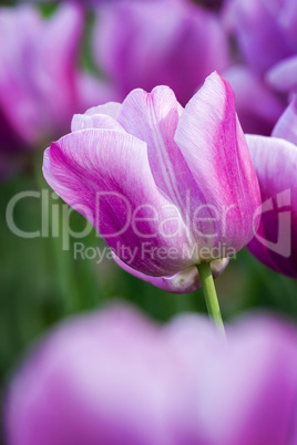 Purple tulips