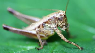 Short probe cricket - caelifera