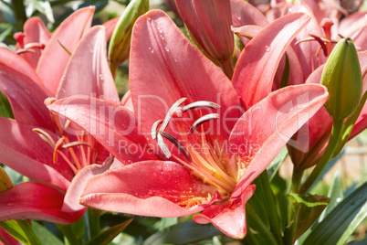 Lilies flowering in the flowerbed