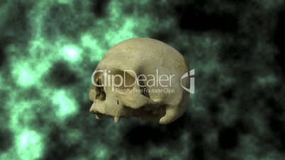 Actual Human Skull, 3D Scan, rotating on background