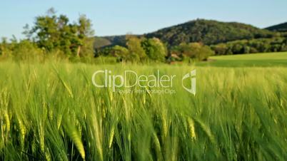 Beautiful cereal field in a windy day