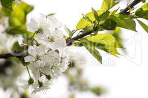 Cherry Blossoms 001-130427