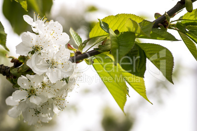 Cherry Blossoms 002-130427