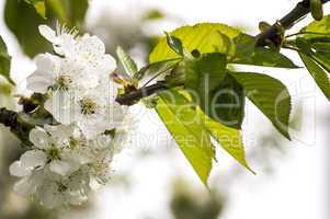 Cherry Blossoms 002-130427