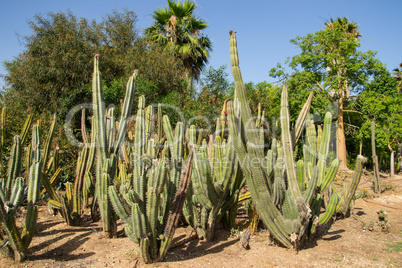 Large group of green cactus