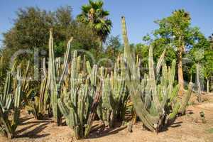 Large group of green cactus