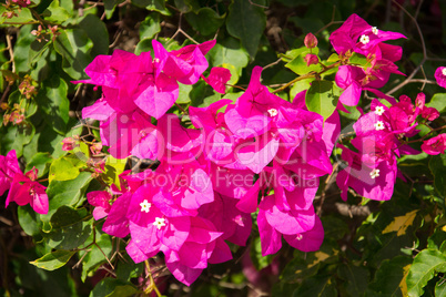 Red   spring  flower.