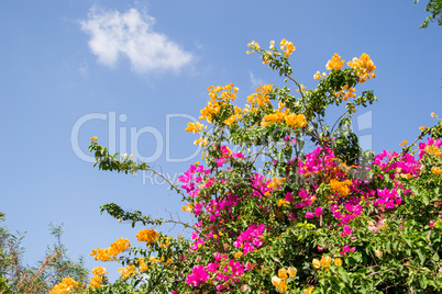 Red  and yellow  spring  flowers