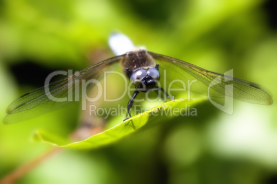 Plattbauch - Libellula depressa - Makro