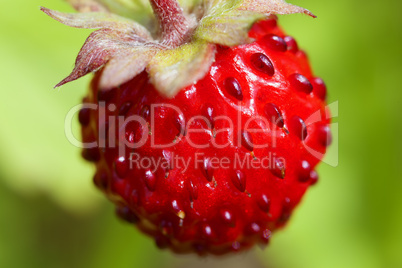 Frucht der Wald-Erdbeere - Fragaria vesca