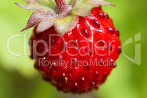 Frucht der Wald-Erdbeere - Fragaria vesca