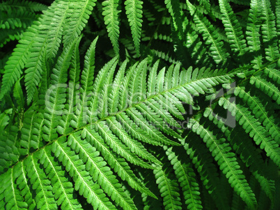 Green fern leafs background