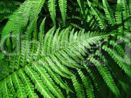Green fern leafs background