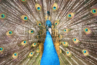 Portrait of Peacock with Feathers Out