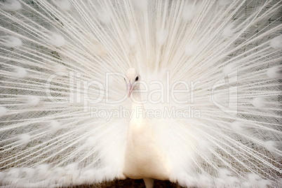 Portrait of White Peacock with Feathers Out