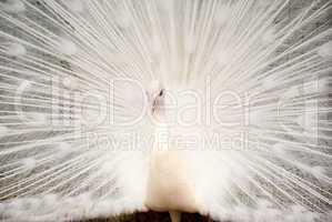 Portrait of White Peacock with Feathers Out