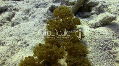 Red pulse soft coral pumps the water to find food