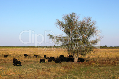 Grazing wild animals