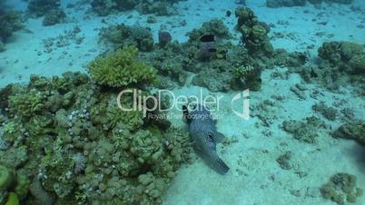 Pufferfish on Coral Reef, Red sea