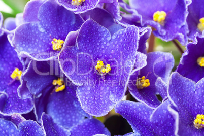 Beautiful Purple Violet Flowers