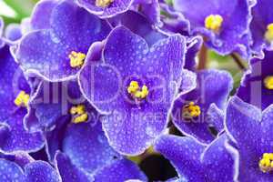 Beautiful Purple Violet Flowers