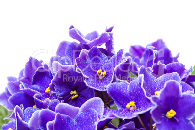 Beautiful Purple Violet Flowers