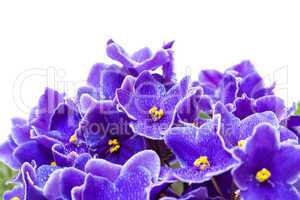 Beautiful Purple Violet Flowers