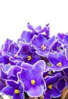 Beautiful Purple Violet Flowers