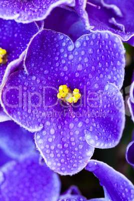 Beautiful Purple Violet Flowers