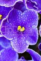 Beautiful Purple Violet Flowers