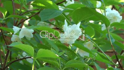 Blossoming jasmine.