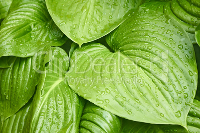 big leaves of hosta with water drops