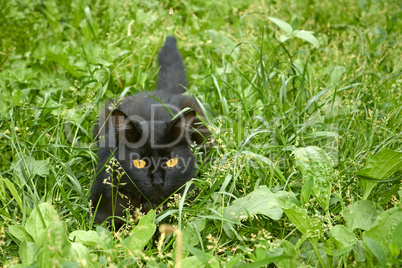 black cat in ambush outdoors