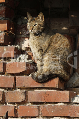 Katze vor altem Mauerwerk