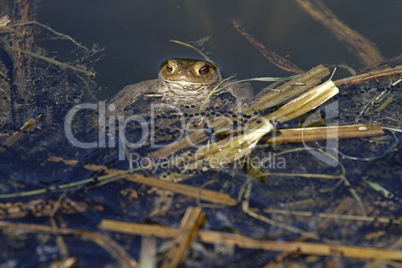 Kröte im Wasser