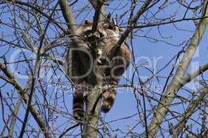 Waschbären auf einem Baum