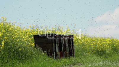 Bienenschwarm am Bienenstock