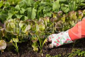 Planting salad seedlings
