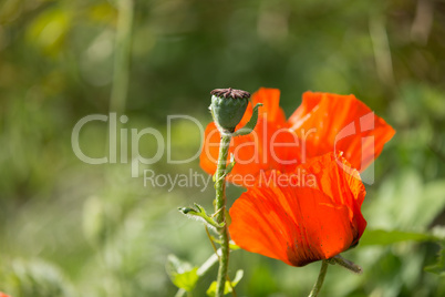 Poppy flower