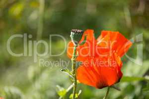 Poppy flower